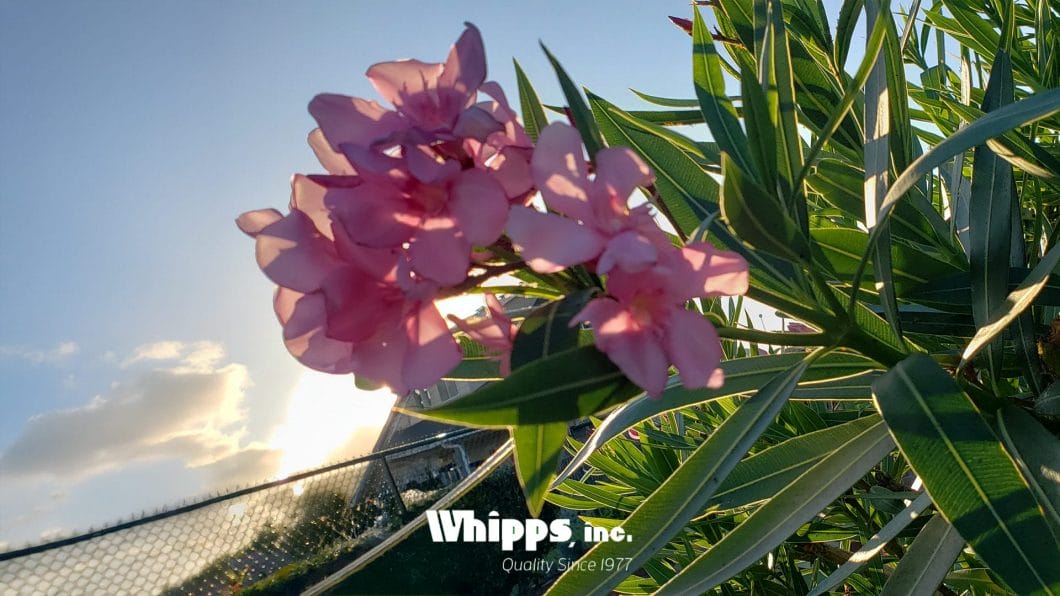 A close-up of vibrant pink flowers illuminated by the golden glow of sunlight, with green leaves and a fence in the background with the Whipps, Inc. logo.