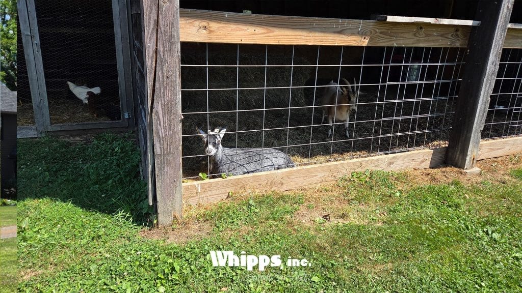 Whipps, Inc. Annual BBQ Farm Animals